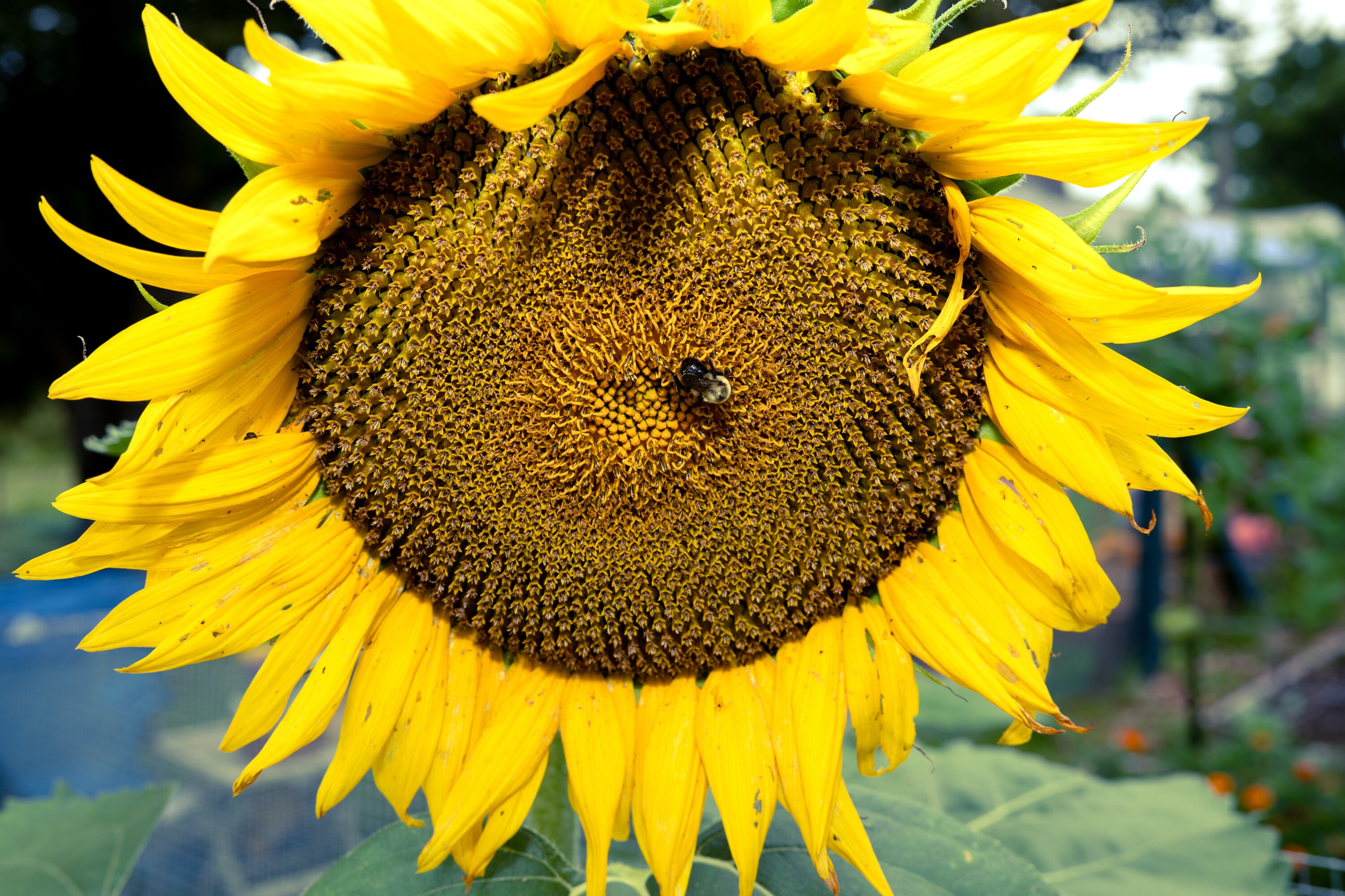 Bumble bee on a sunflower